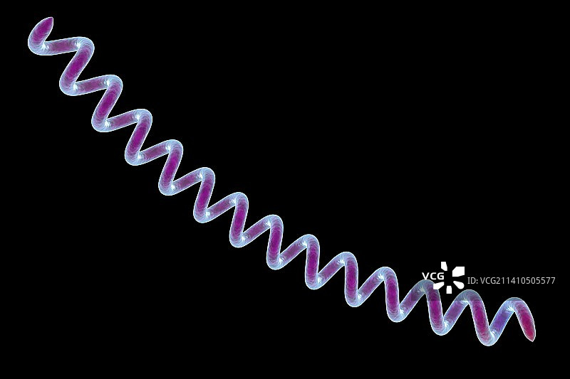 梅毒细菌，图示图片素材