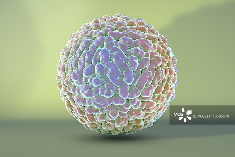 寨卡病毒，图示图片素材