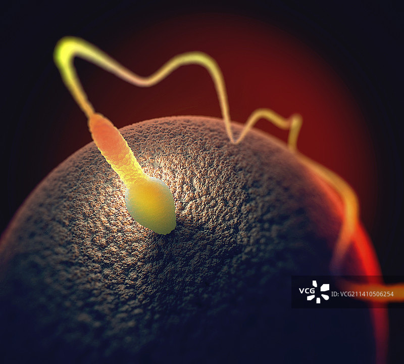 人类精子和卵子图片素材