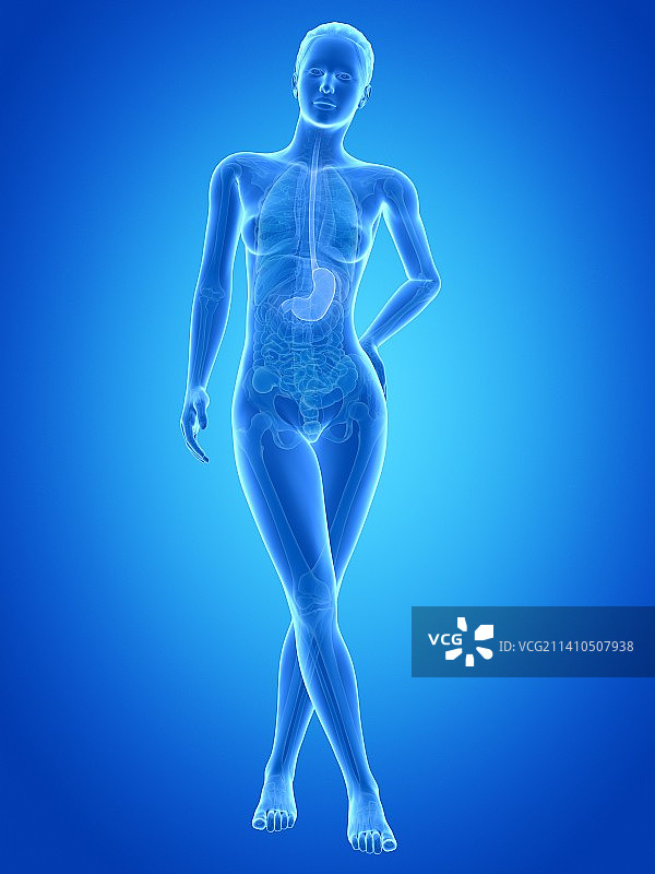 人的胃，插图图片素材