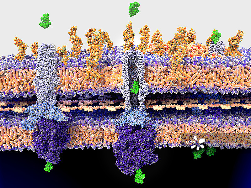 细菌壁和抗生素耐药性图片素材