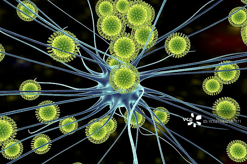 寨卡病毒感染神经元插图图片素材