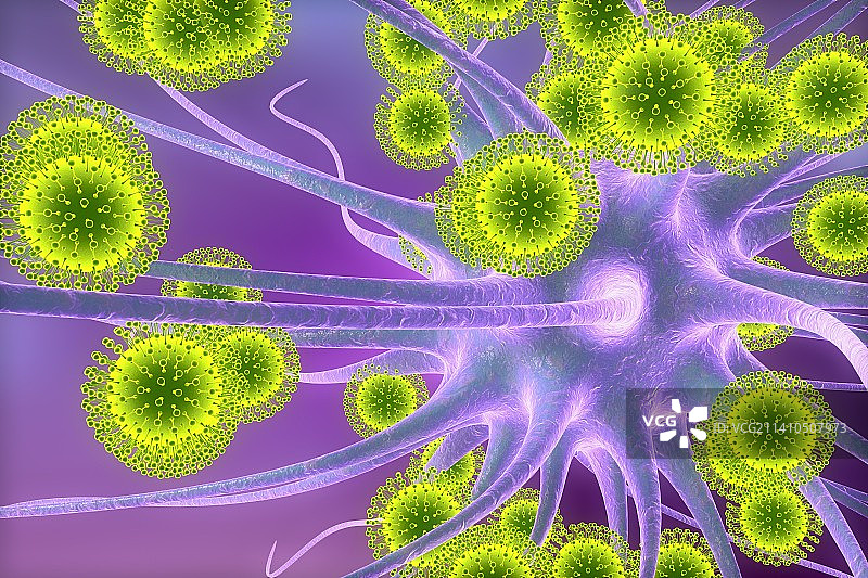 寨卡病毒感染神经元插图图片素材