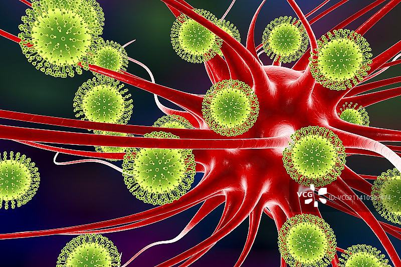 寨卡病毒感染神经元插图图片素材