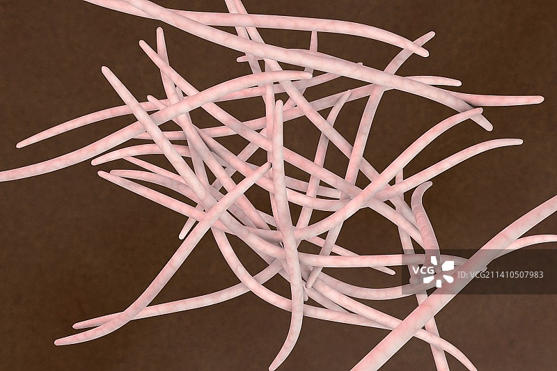 具核梭杆菌插图图片素材