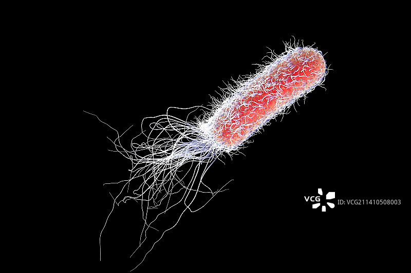 假单胞菌插画图片素材