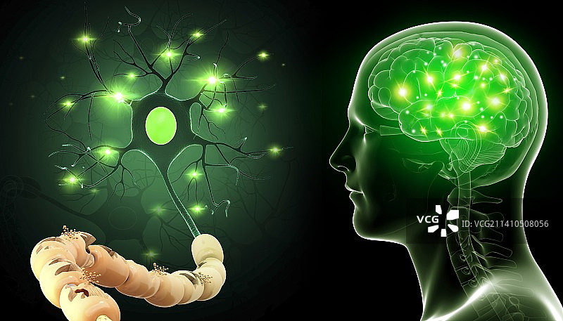 人类神经细胞，插图图片素材