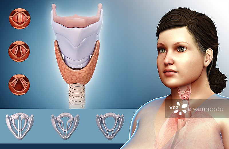 人类声带插图图片素材