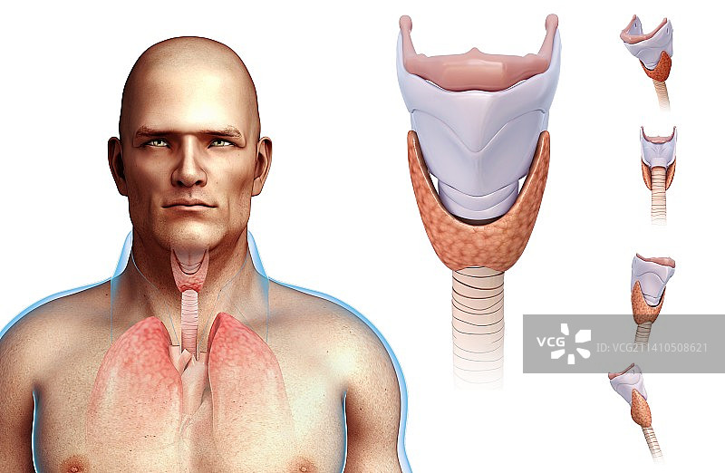 人类声带插图图片素材