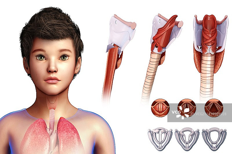 人类声带插图图片素材