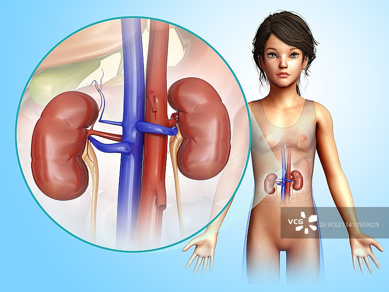 人体肾脏图图片素材