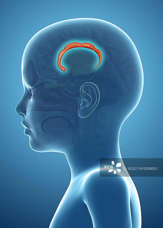 人脑扣带回示意图图片素材