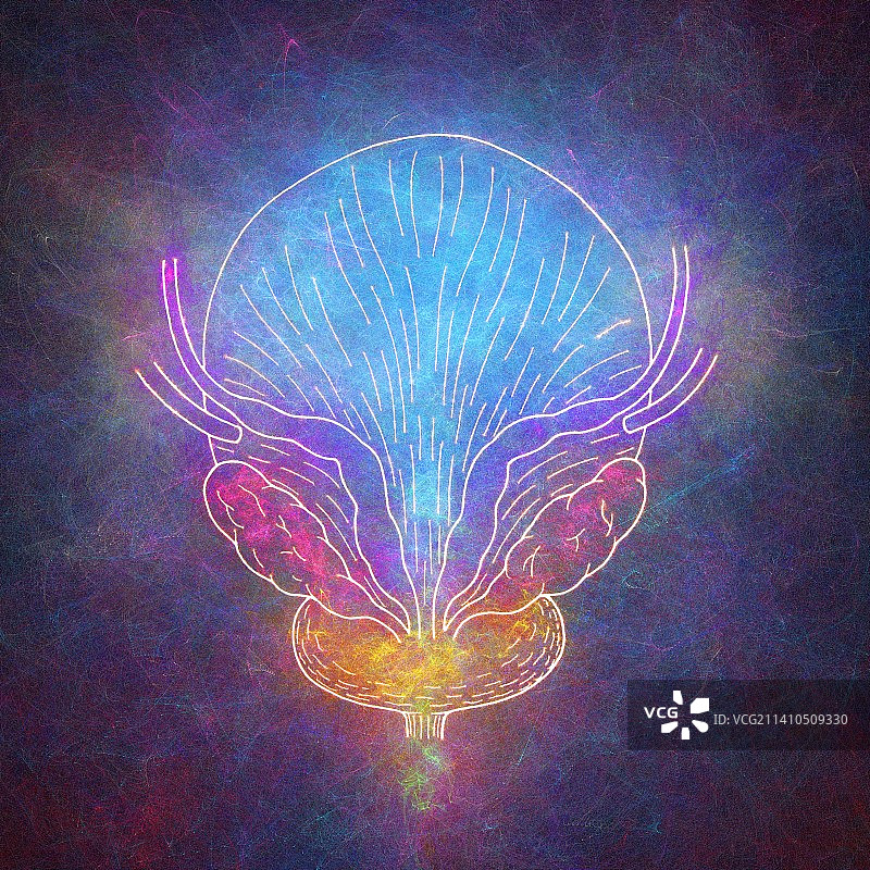 男性膀胱插图图片素材