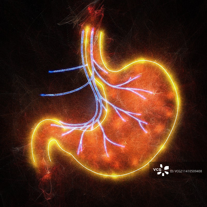 人的胃，插图图片素材