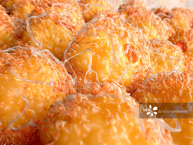 脂肪细胞图图片素材