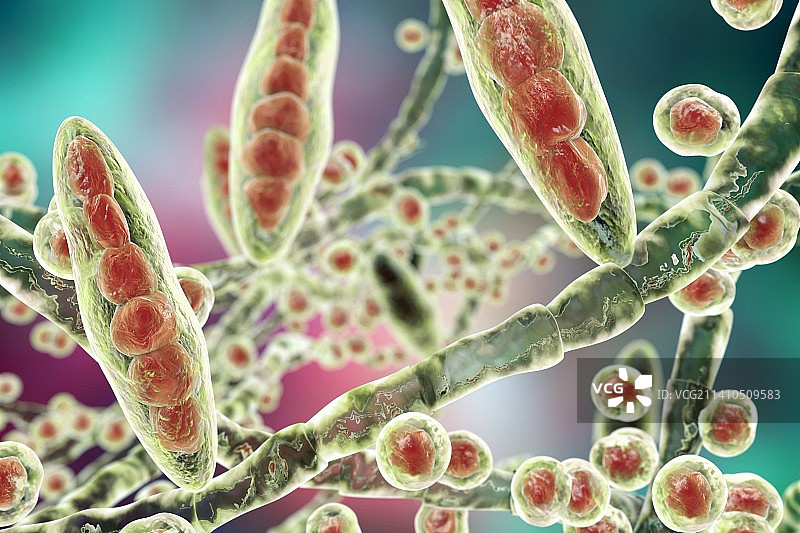 足癣真菌，图示图片素材