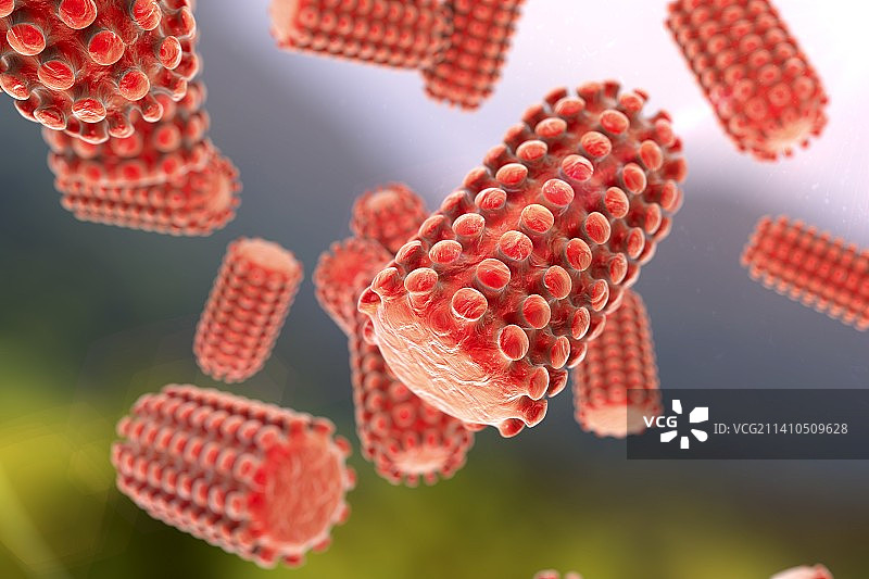狂犬病病毒颗粒插图图片素材