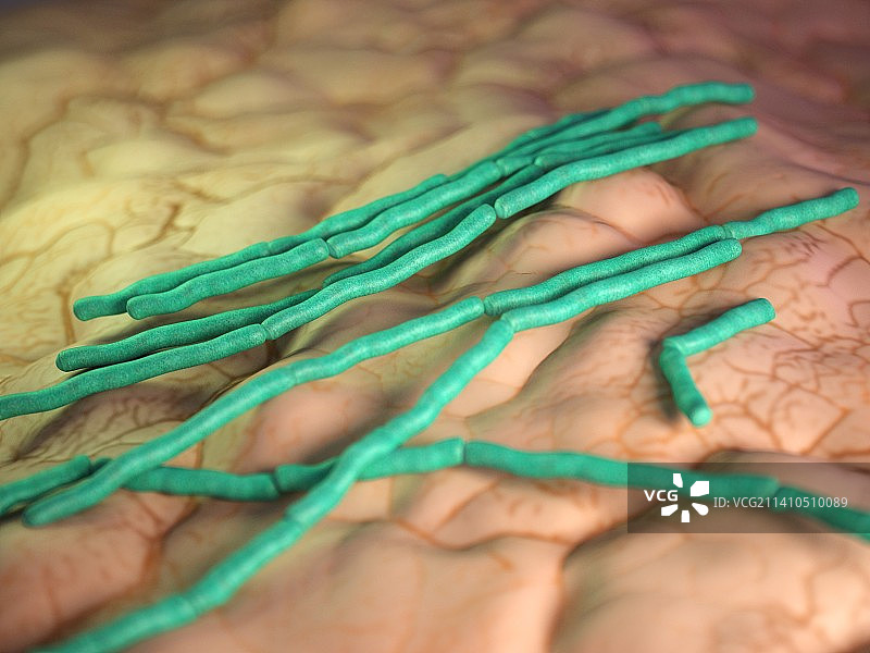 蜡样芽孢杆菌图片素材