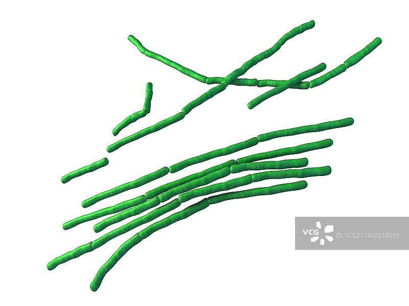 蜡样芽孢杆菌图片素材