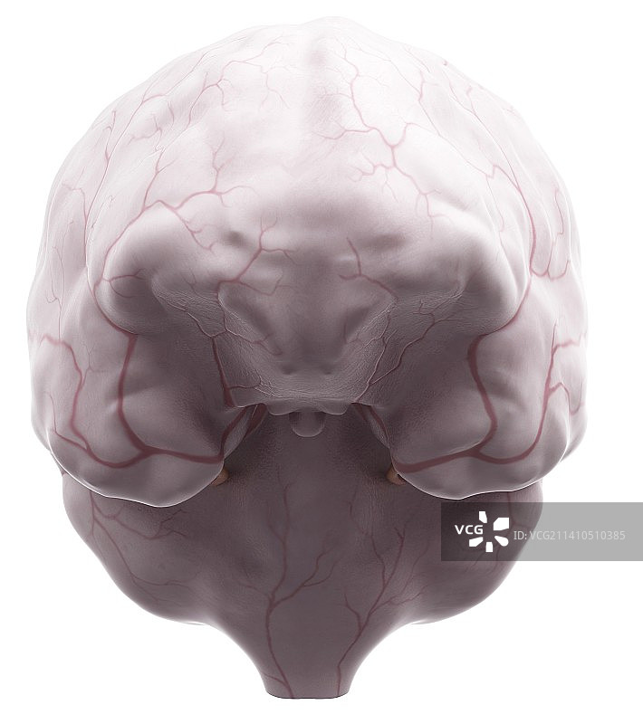 人脑解剖图片素材