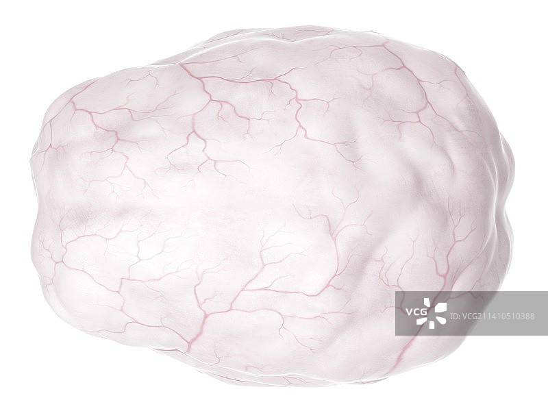 人脑解剖图片素材