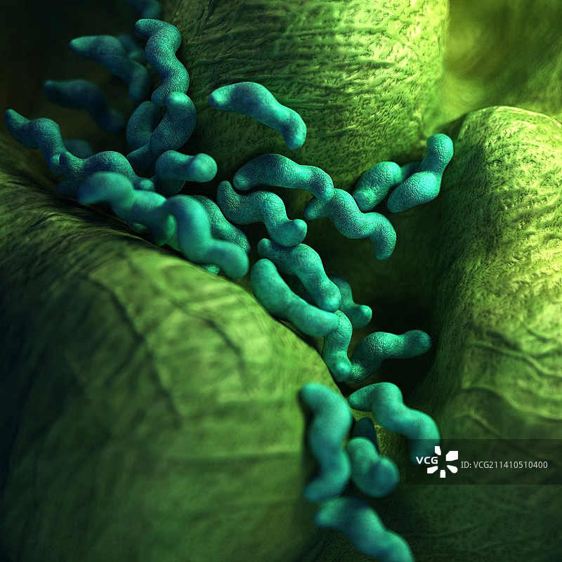 弯曲杆菌图片素材