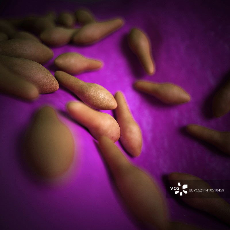 梭状芽孢杆菌图片素材