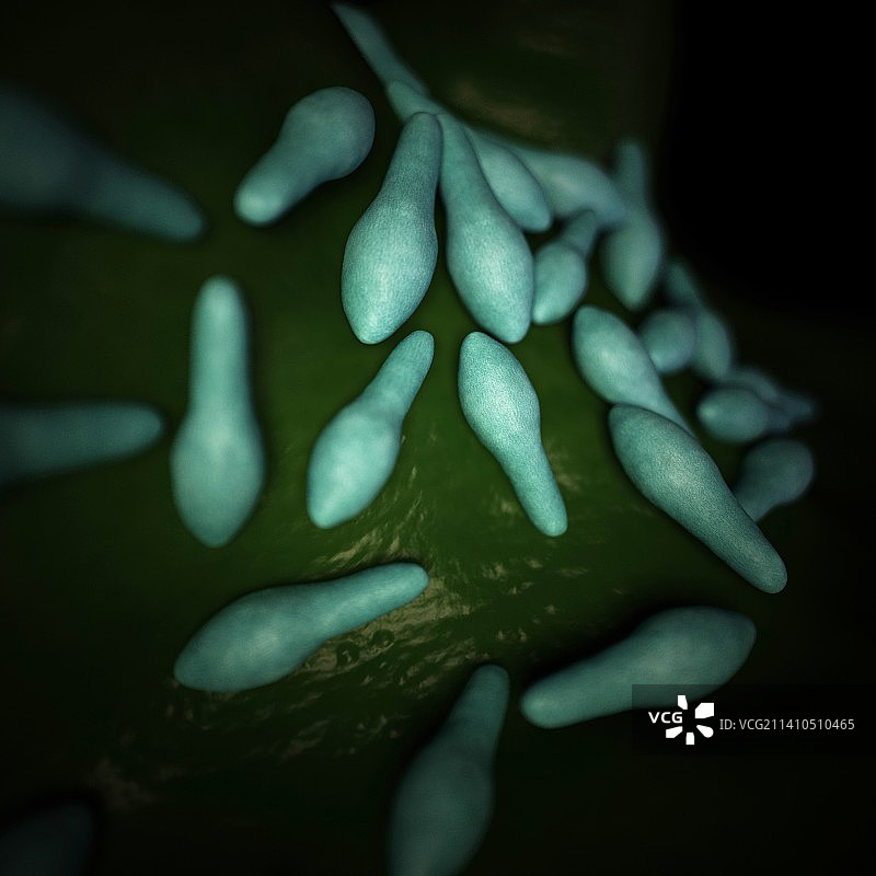 梭状芽孢杆菌图片素材