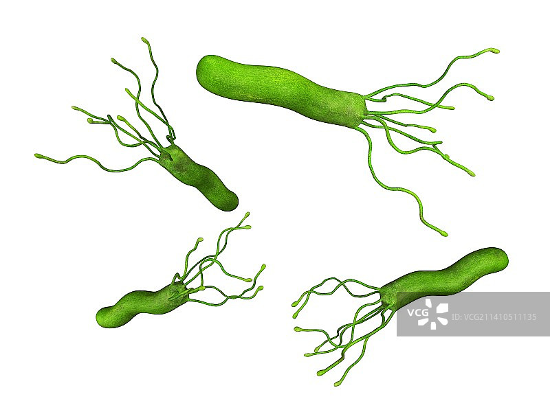 幽门螺杆菌图片素材
