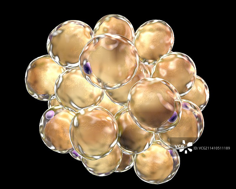 脂肪细胞图图片素材