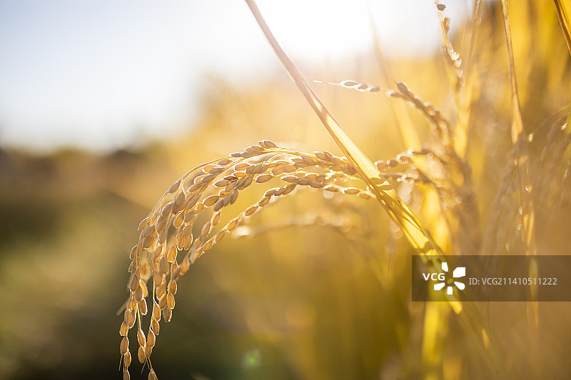 秋天丰收的金色稻田图片素材