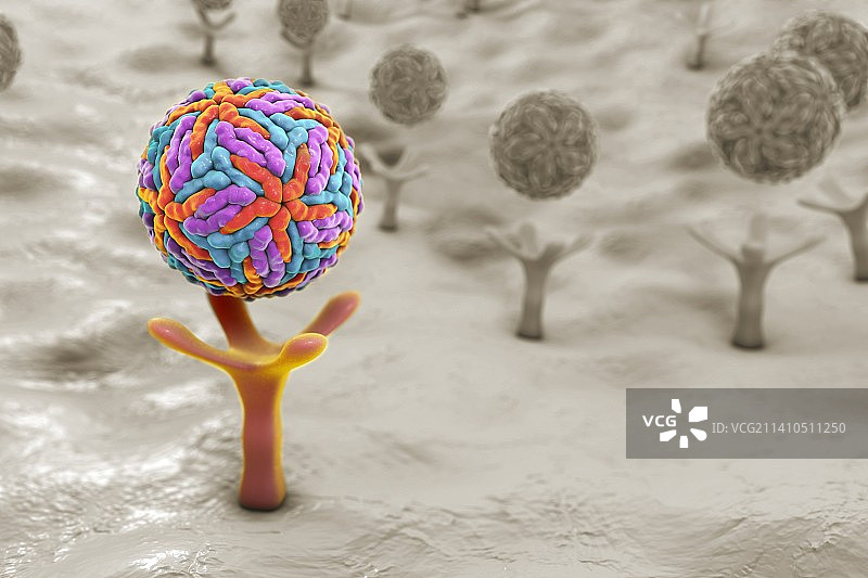 寨卡病毒示意图图片素材