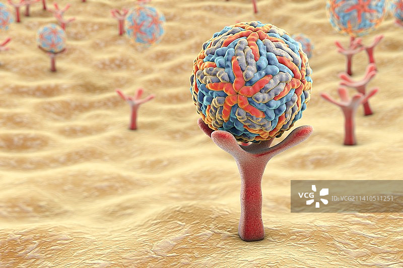 寨卡病毒示意图图片素材