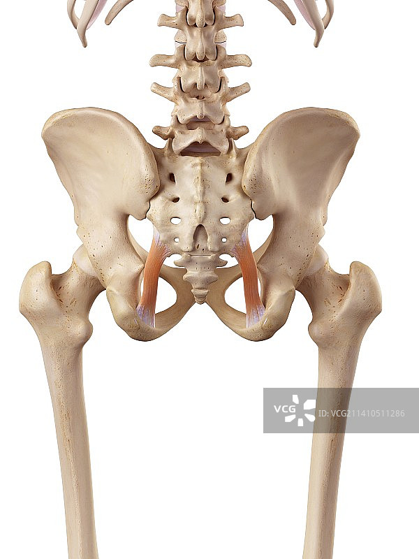 人韧带图片素材