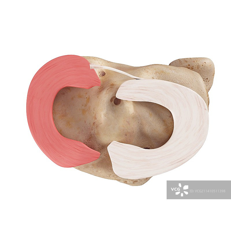 人体膝盖解剖结构图片素材