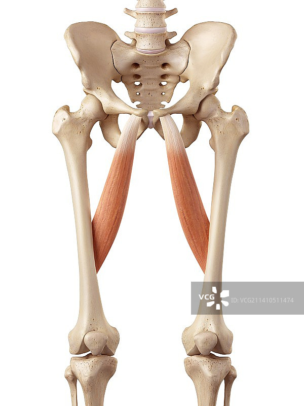 腿部的人体肌肉图片素材