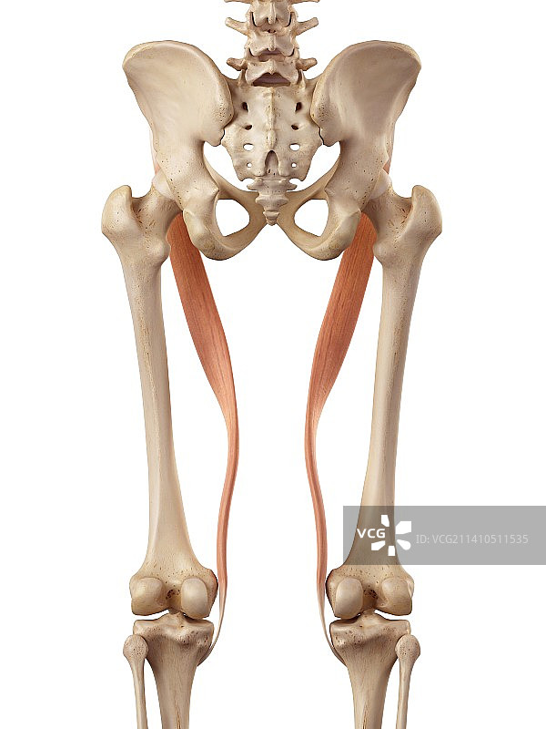 腿部的人体肌肉图片素材