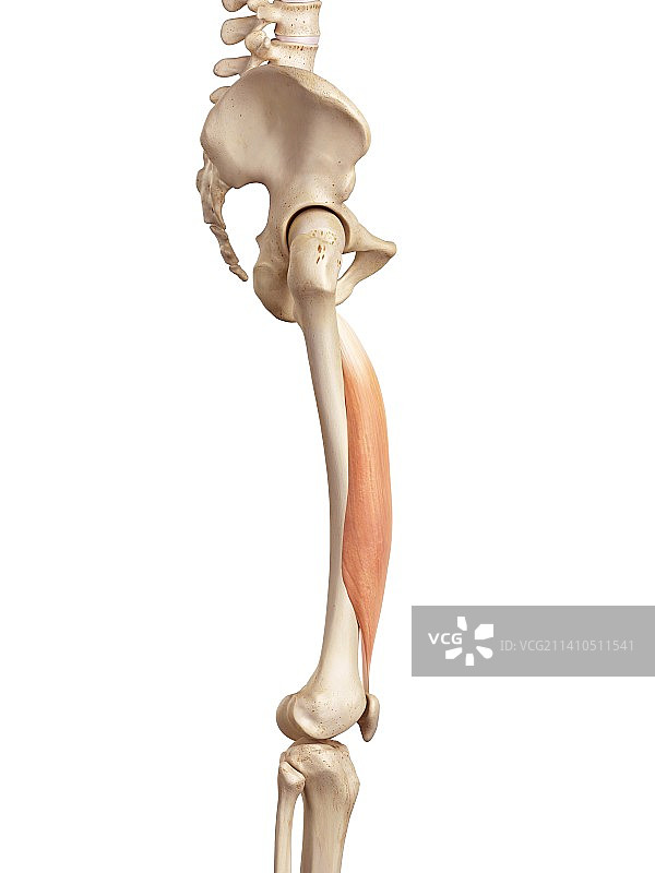 腿部的人体肌肉图片素材