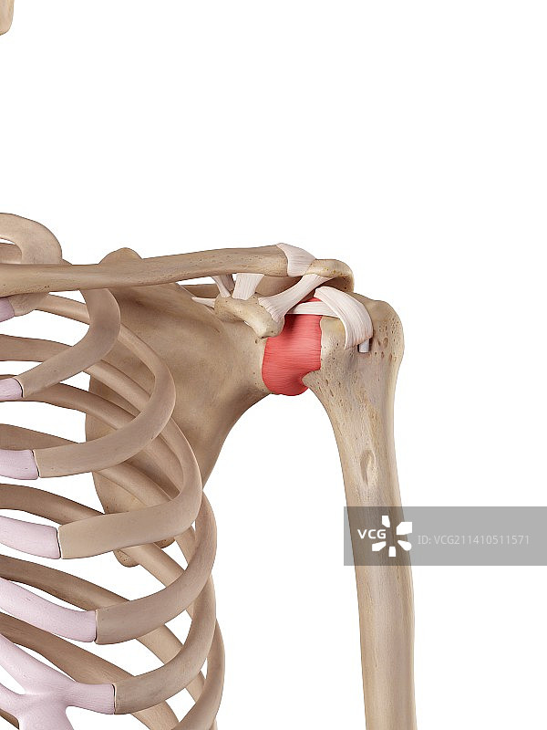 人体肩部韧带图片素材
