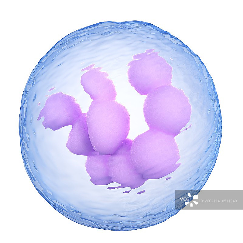 骨髓细胞图片素材