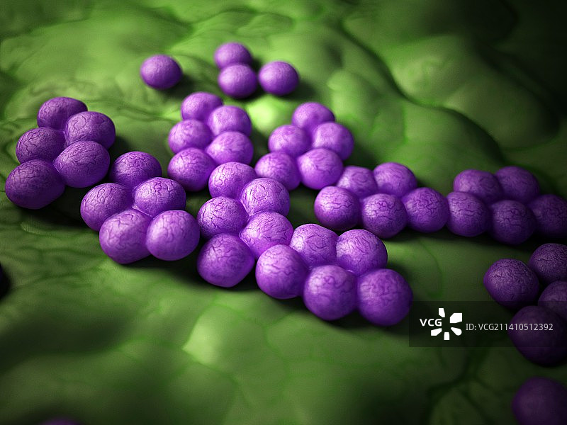 耐甲氧西林金黄色葡萄球菌图片素材