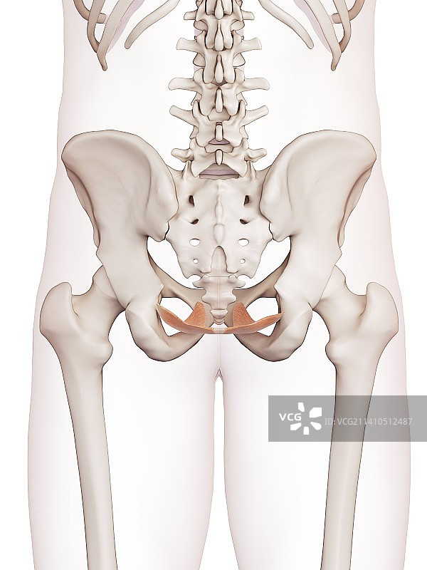 人类盆底肌肉图片素材