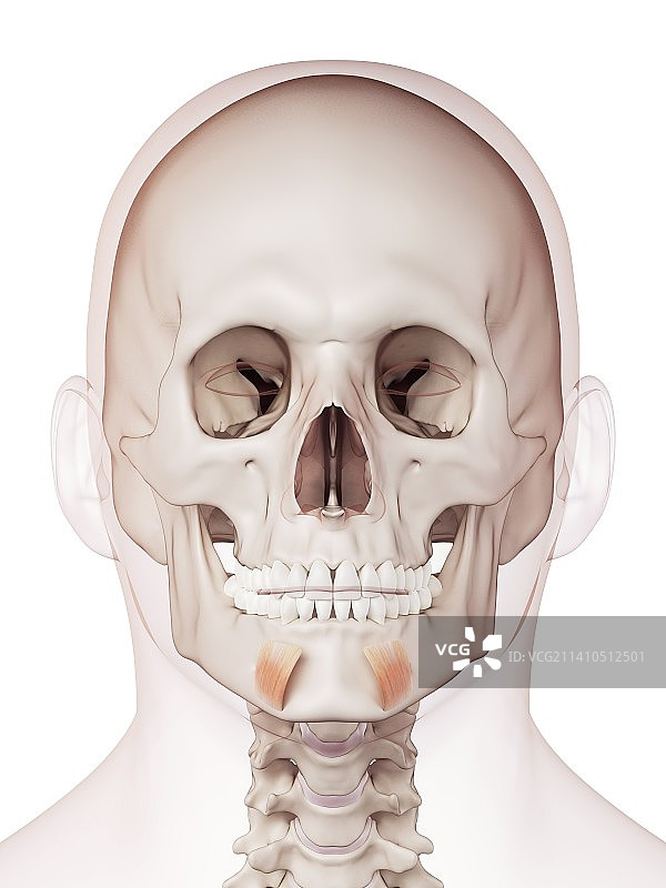 人类面部肌肉图片素材