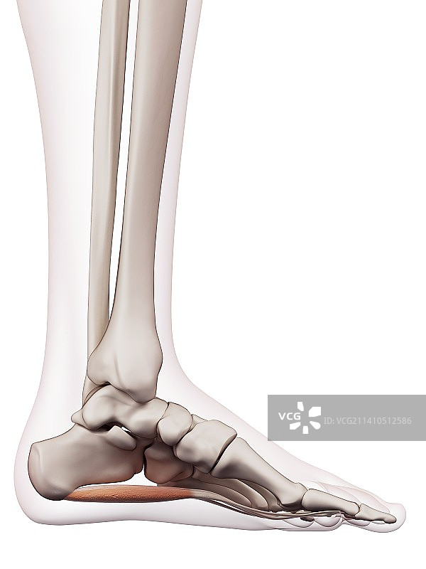 人类足部肌肉图片素材