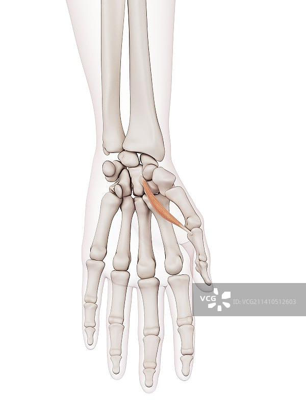 人的手部肌肉图片素材