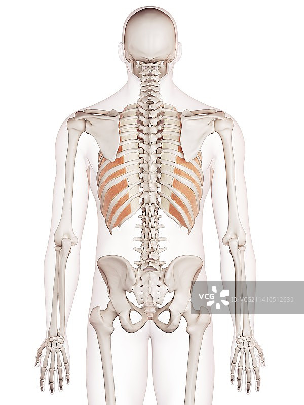 人体骨骼肌肉图片素材