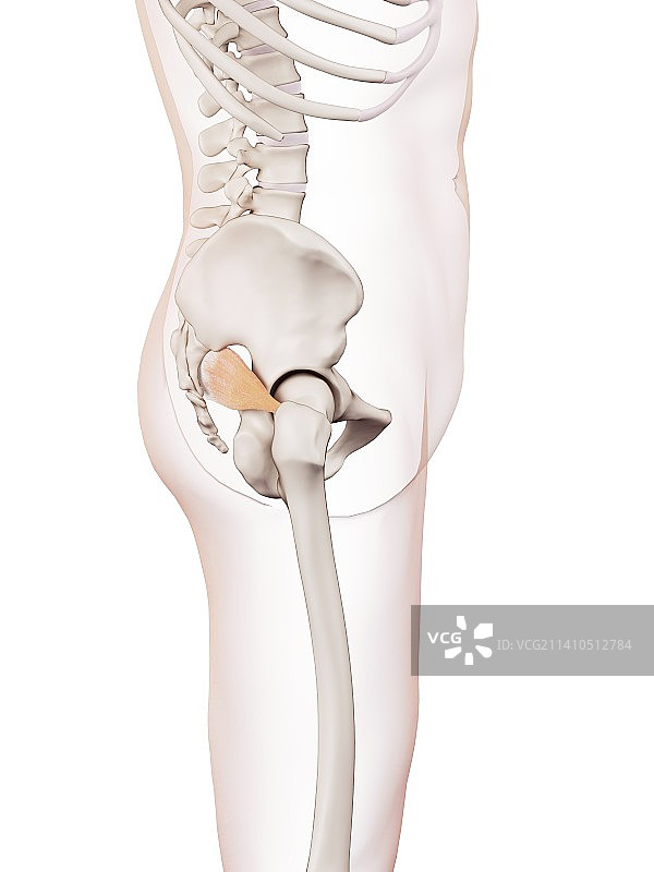 人的骨盆肌肉图片素材