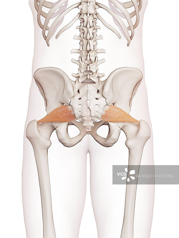 人的骨盆肌肉图片素材