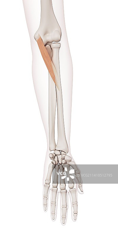 人类手臂肌肉图片素材