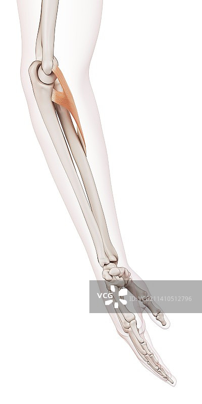 人类手臂肌肉图片素材